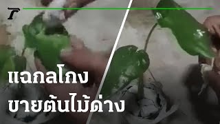 แฉกลโกงขายต้นไม้ด่าง ใช้ \