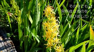 芝草平のキンコウカ　2018