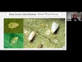 greenhouse ipm 101 vol.8 thrips biocontrol in canada