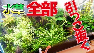 60ｃｍ水槽畳みます、抜いた水草をトリミング＆保管