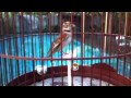 Mongolian lark singing up close