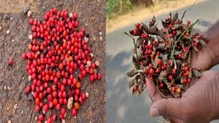 Wonders seeds guriginja l guriginja seeds in india