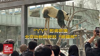 视频｜“丫丫”即将回国，北京动物园掀起“熊猫热”