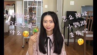 8 Signs Your Bird is Sick\u0026How to Prevent【养鸟必看】小鹦鹉生病的迹象及预防方法