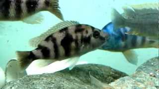 VC 10 - Placidochromis Milomo  \