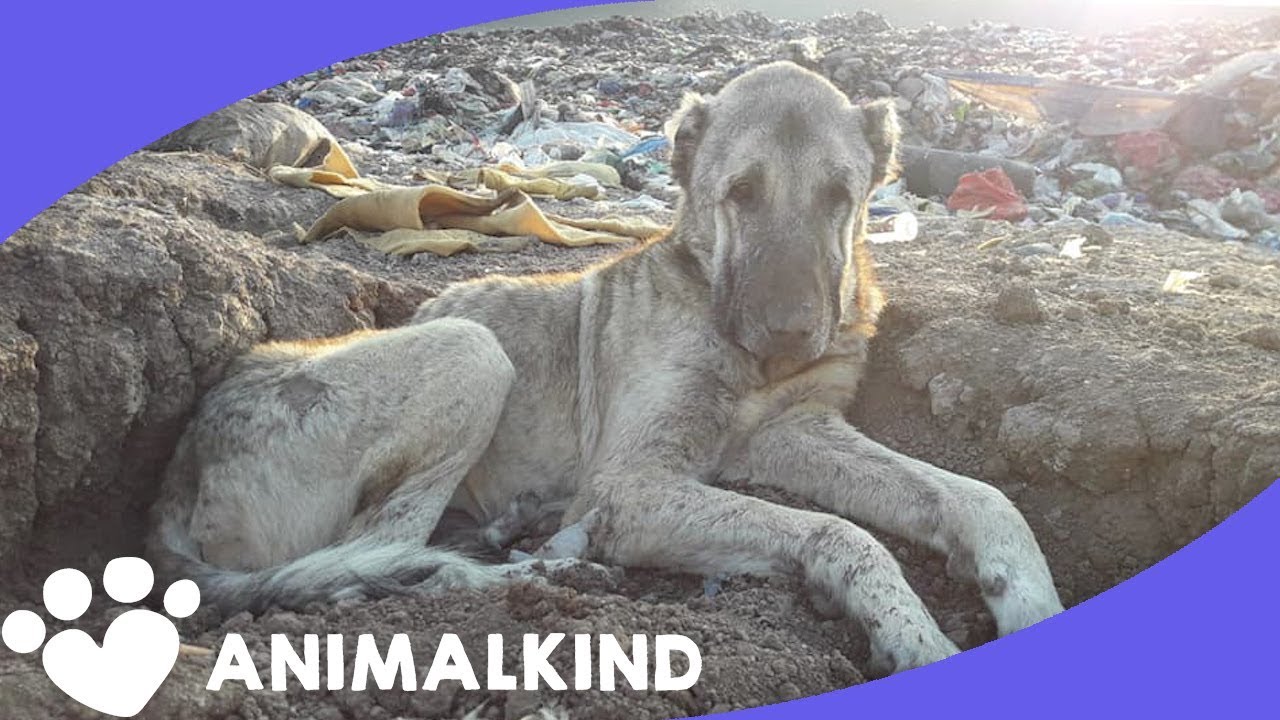 Landfill Dogs Desperate For Help - YouTube