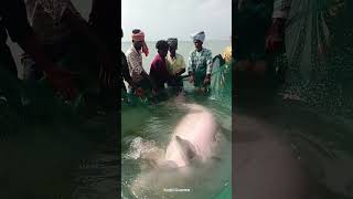 கடல் பசு 🐬🐬