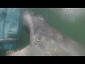 Diver Decapitated by Huge Great White Shark- Jose Miranda