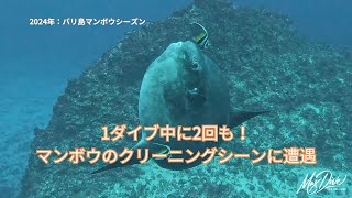 バリ島マンボウ：1ダイブ中に４匹のマンボウに遭遇し、2回もクリーニングシーンを観察！