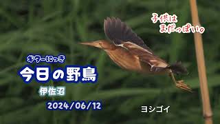 ギター日記　今日の野鳥　・　伊佐沼　2024年6月12日