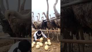 Panen telur burung unta