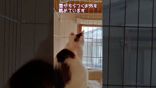 哀愁漂う見返り美猫🥰　#short,#にゃんこ, #保護猫, #猫, #ねこ, #cat, #子猫