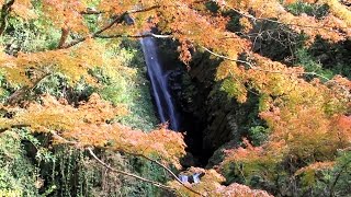 愛媛県　紅葉百選　白滝公園の紅葉 1/2 [HD]