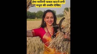 Hema Malini खेतों में उतरी। तेज धूप में काटने लगी फसल। #shortvideo #shorts