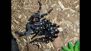 Pet Tarantula Sheds Exoskeleton in Awesome Timelapse Footage