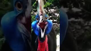 Suara Burung Kasuari