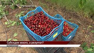 Агрокоментар: Субсидии много, а резултат? , автор: Валентина Спасова