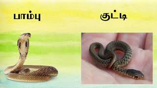 இளமைப் பெயர்கள்  ilamaippeyarkal part 2