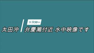 五島列島　新上五島町　太田沖　弁慶瀬付近50ｍ水中映像