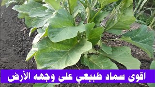 اقوى سماد طبيعي على وجهه الأرض