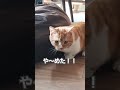 おもちゃに夢中な猫の結末😂 shorts cat 短足猫