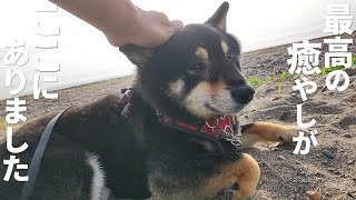 柴犬とキャンプに行ったら癒やししかありませんでした。【愛犬とキャンプ】【黒柴犬】【shiba inu】【豆柴】