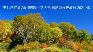 美しき紅葉の尾瀬御池･ブナ平 福島県檜枝岐村 2021 4K