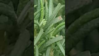 Rosemary! Salvia rosmarinus! floriography is Don't forget me!