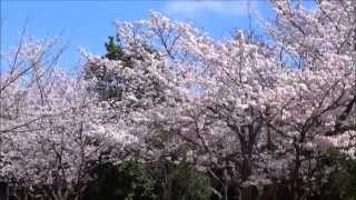 香澄公園のお花見   ”おもちゃ箱の集い”