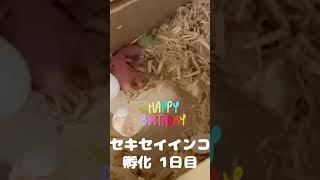 セキセイインコの孵化1日目