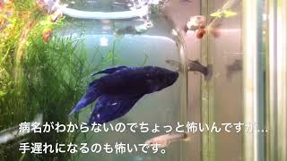 ベタが病気？誰か助けて下さい！【アクアリウム】