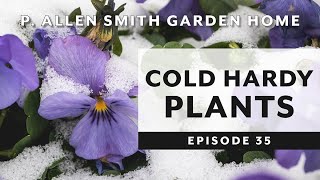 Cold Hardy Plants Pansies And Violas  P Allen Smith 2019