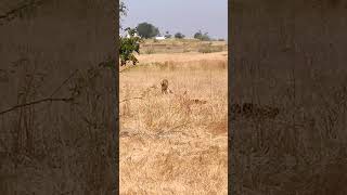 Leopard 😍 | Wildlife ❤️ | Tiger | बिबट्या #shorts #leopard #wildlife #wild #animals #tiger