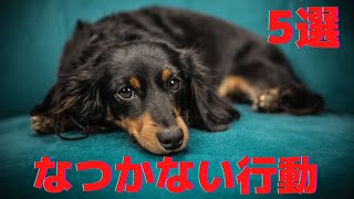 「犬がなつかない行動5選」