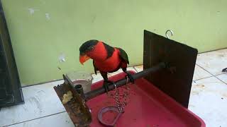 Nuri Kepala Hitam Pinter