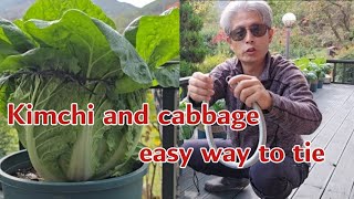 Do you tie cabbage in cold weather?ㆍあなたは寒い天気に白菜を縛ってくれますか。ㆍFarming