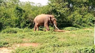 Wild Tusker at the jungle @Wild Animalbook