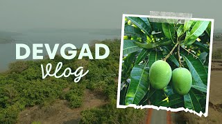 DEVGAD VLOG| Alphonso Mango Farm| Tour a Famous Mango Farm