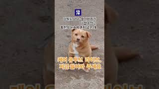 다 잡아 먹고 이 아이만 폭설에 묶여 남아 있습니다 -강원 양양