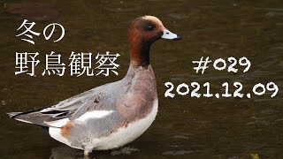 029.冬の野鳥観察