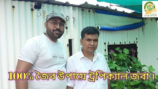 100% জৈব উপায়ে ট্রপিক্যাল জবা গাছের যত্ন/মাটি ছাড়া জবা।। Hibiscus in cinder/soilless media