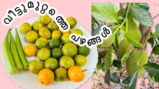 ഓറഞ്ച് വിളവെടുപ്പും ആദ്യത്തെ ചക്കയും / FRUIT  TREES IN OUR GARDEN /#rashasvibes /malayalam family