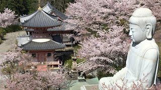 奈良の壷阪寺　2022年　大仏と桜のコラボが凄い　奈良のお花見名所