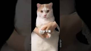 ダンス猫 について解説 #猫ミーム