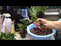 Repotting Orchid Seedlings