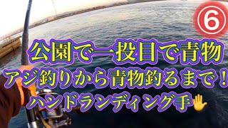 【浜名湖】 海釣り公園 青物 回遊魚 サビキ 餌 アジの釣り方 一投目でワラサ フカシワラサ 浜名湖 新居