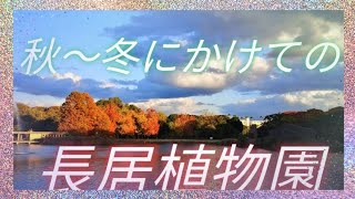 【長居植物園】大阪市内で見れる紅葉やばら園　森林浴気分でお楽しみください😊