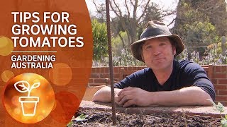Tips and tricks for growing tomatoes | Growing Fruit and Vegies | Gardening Australia