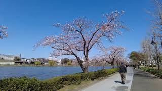 2023.3.22　千波湖の桜