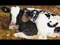 CATS and ANIMALS Awesome Friendship